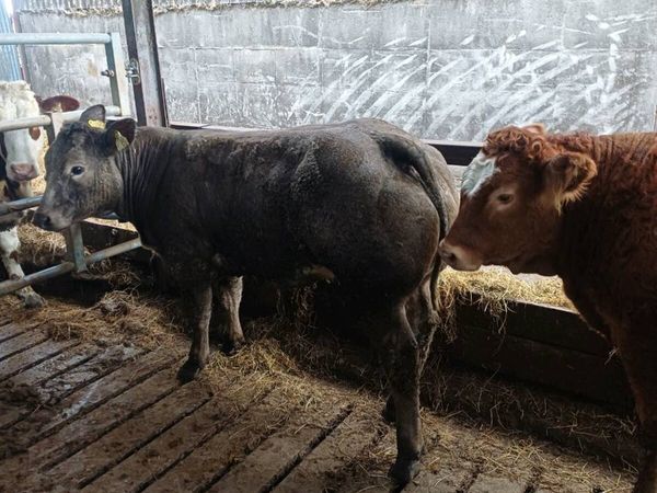 Show Heifers for sale Tullow Mart Saturday 17th - Main image
