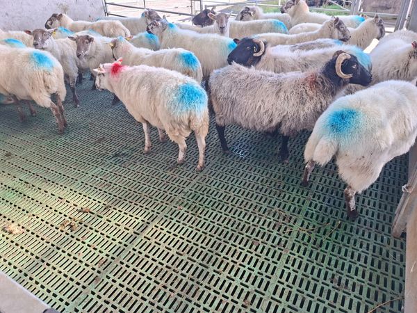 Cull ewes - Main image