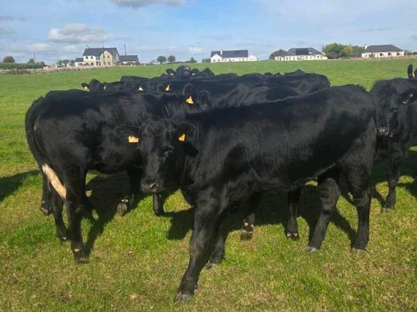 Angus heifers - Main image