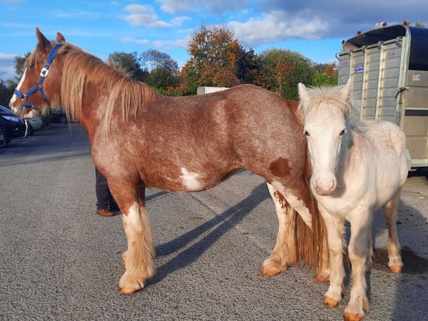 Heavy Colt Foal - Main image