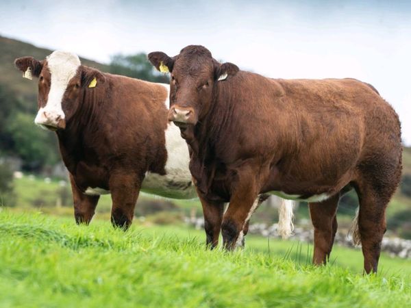 Quality Breeding Maiden Heifers - Main image