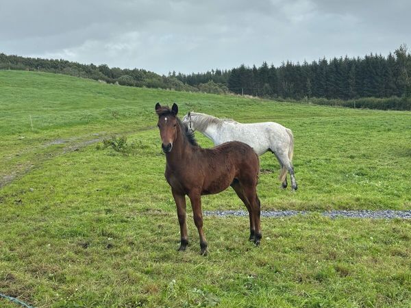 Connemara Colt Foal - Main image