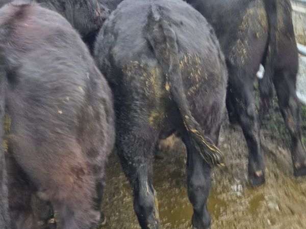 Angus bullocks - Main image