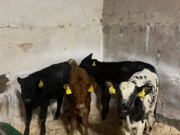 4 reared heifers - Main image