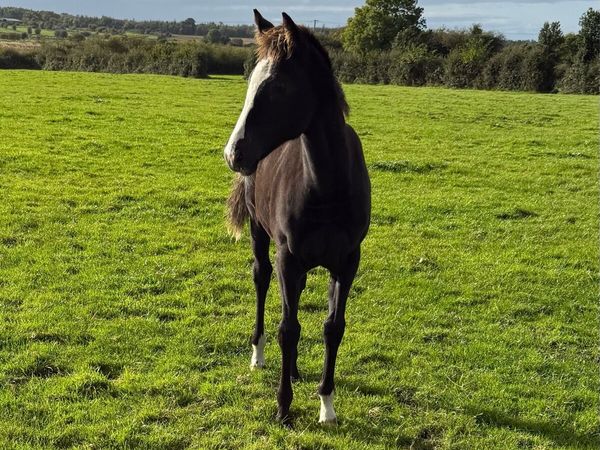 TB foal:Kool Kompany x Presenting x Beneficial - Main image