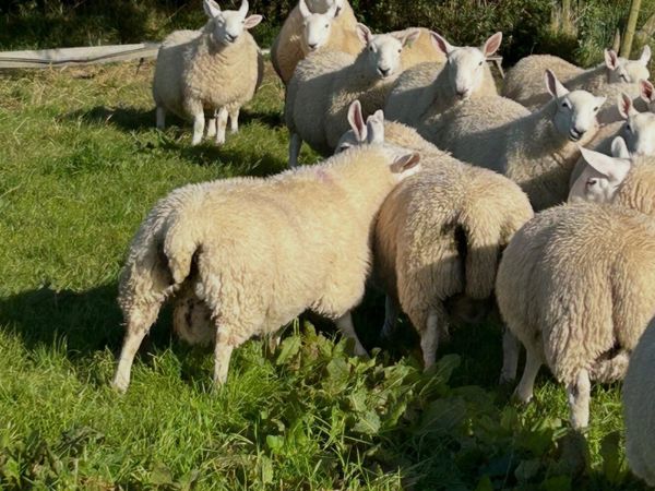North country Cheviot ram lambs - Main image