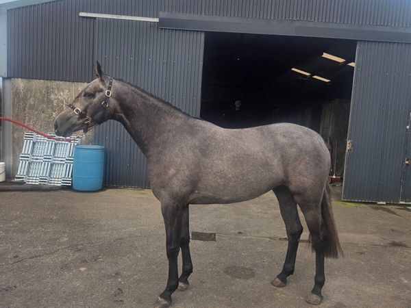 3 year old filly - Main image