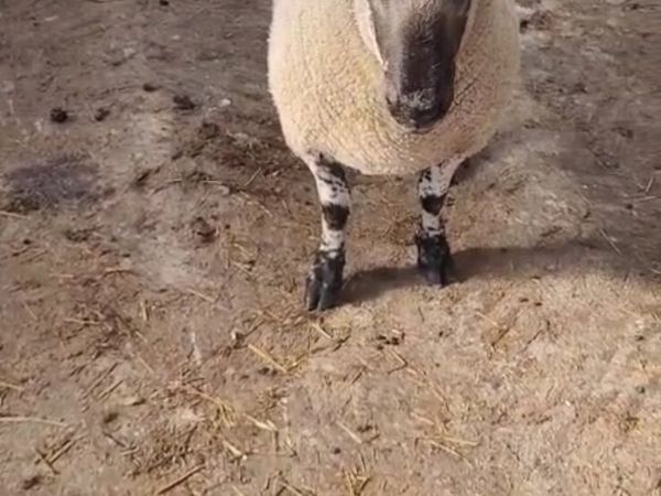 2 Milford Cross Hogget Rams - Main image