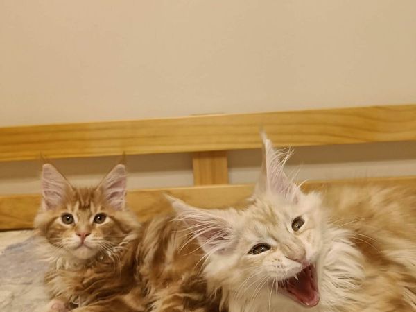 Maine Coon kittens XL for sale - Main image