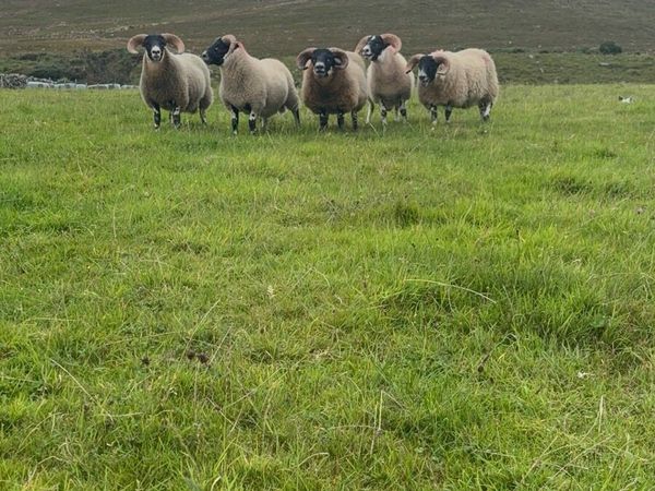 Lanark ram lambs - Main image