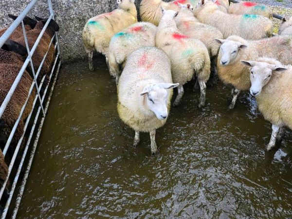 Ewe Lambs - Main image