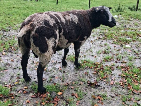 Spotted Dutch Ram - Main image