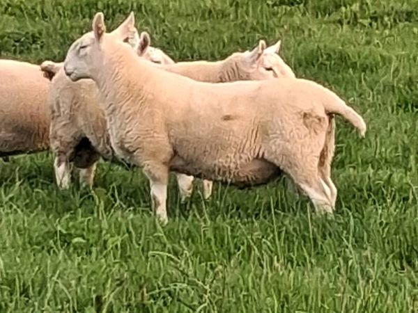 Cheviot hoggett rams. - Main image