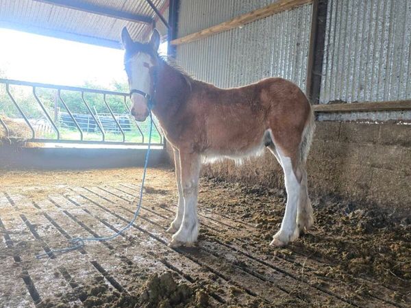 Super Clydesdale x cob colt foal for sale - Main image