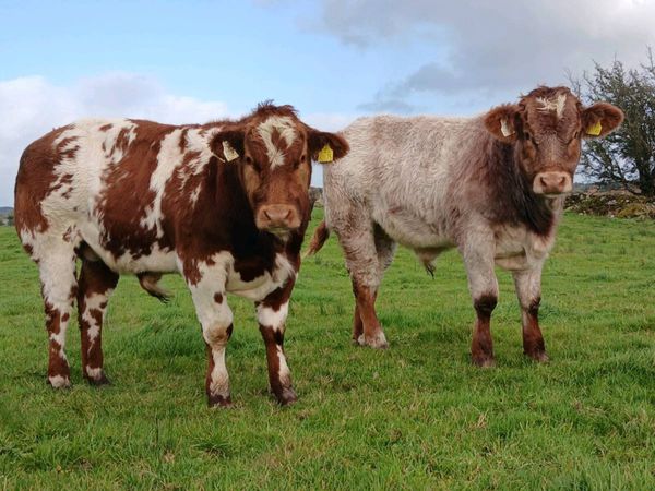 Weanlings Balla Mart Tues 13th Oct - Main image