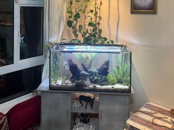 STUNNING AQUARIUM SETUP - Main image