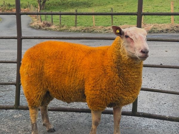 Pedigree charollais ram lambs for sale - Main image