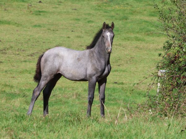 Dominator Z X Casall Filly - Main image