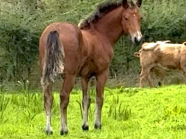 Connemara Colt Foal - Main image
