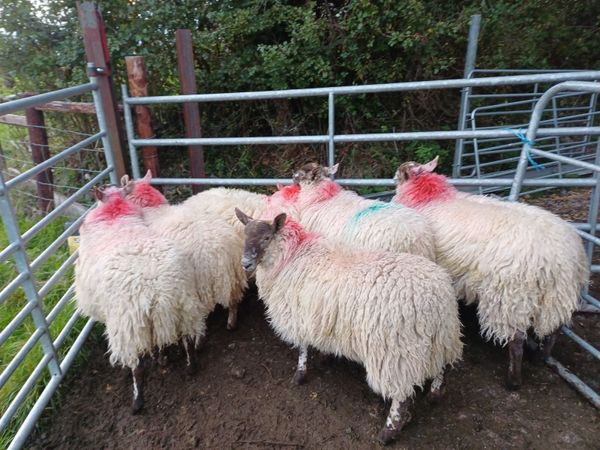 Ewe lambs - Main image