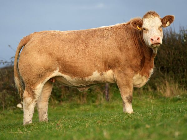 Outstanding Incalf Heifers - Ballymote Mart 🔥 - Main image