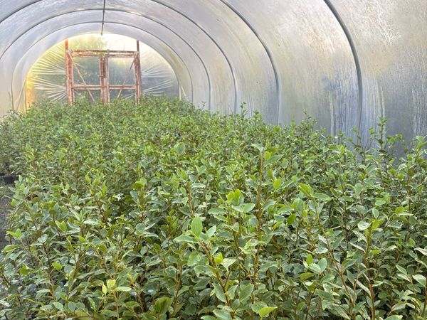 Griselinia Hedging 4ft - Main image