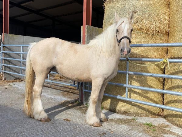 Super palomino 6 year old mare  seriously enquires - Main image