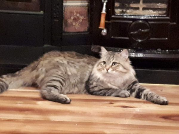 Siberian cats - Main image