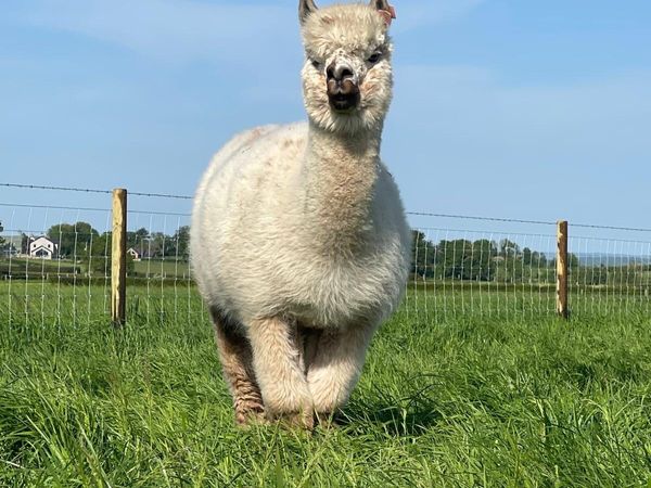 Alpaca - Main image