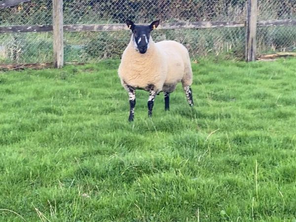 Milford Hogget Rams - Main image