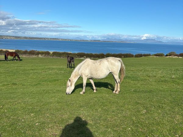 Connemara mare - Main image