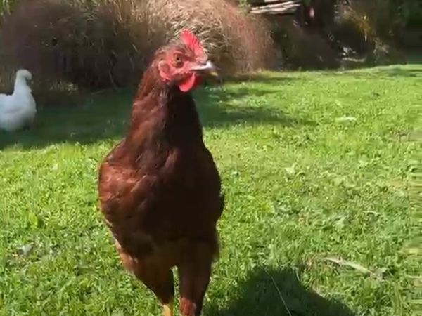 Heritage Rhode Island Red cockerel - Main image
