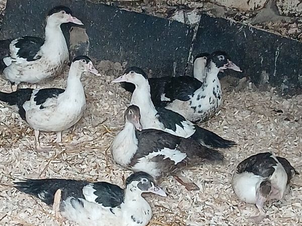 Muscovy ducks - Main image