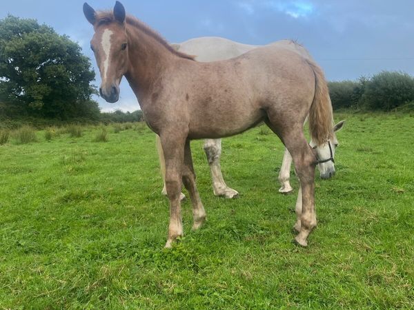 Foal - Main image