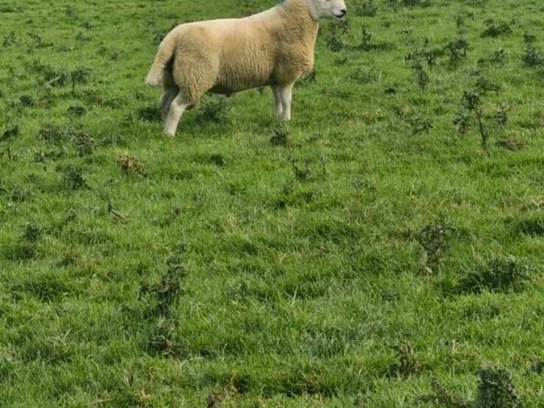 Sheep - Main image