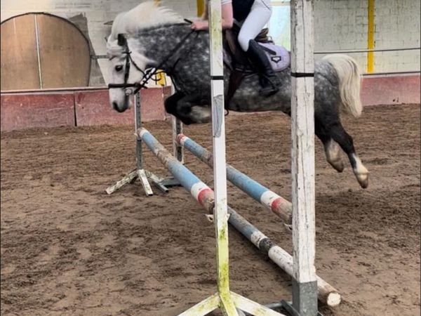A little super star 11.2hh 10 years - Main image