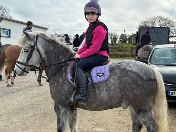 A little super star 11.2hh 10 years - Main image