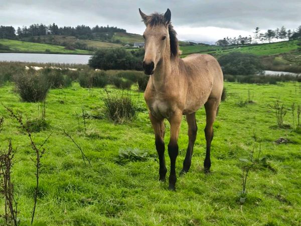 Irish sport horse X connemara - Main image