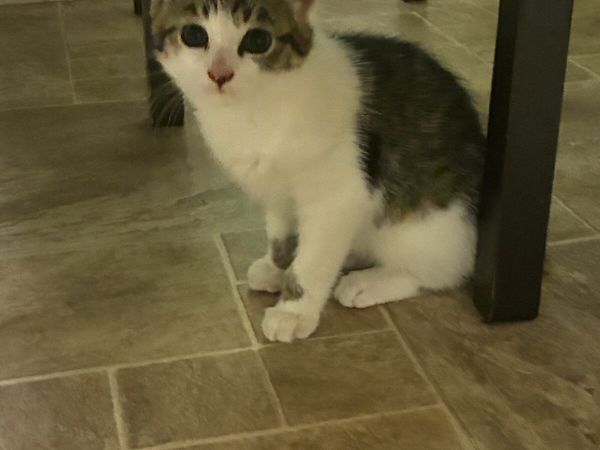 Kittens - Main image