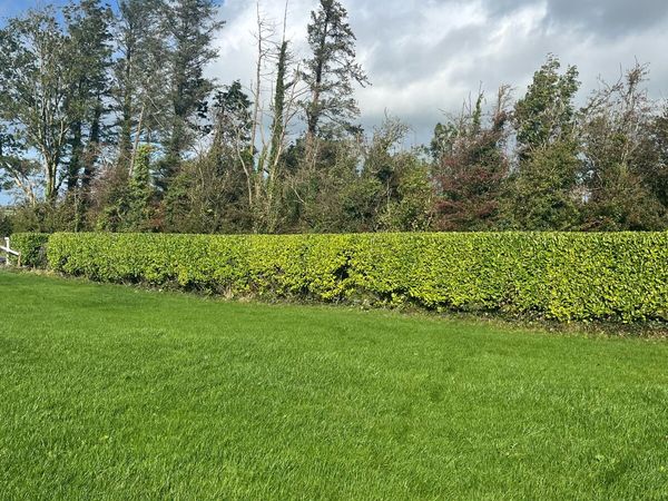 Tree services - Main image