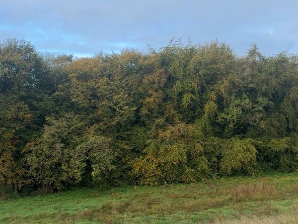 Winter horse grazing. 3.5 acres - Main image