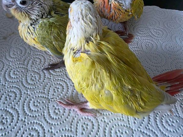 Sun Cheek Conures - Main image