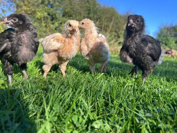 Chicks - Main image