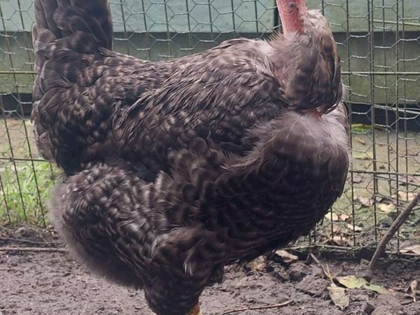 Quad of large fowl naked necks - Main image
