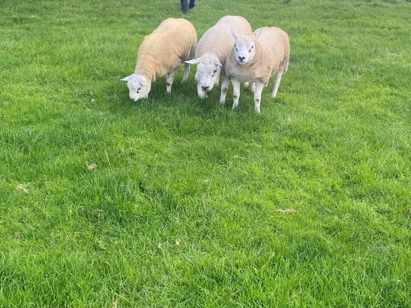 Pedigree Texel Rams⭐️ - Main image
