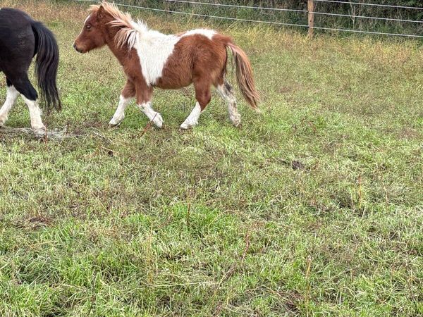 Shetland colts - Main image