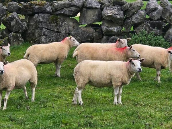 Sheep - Main image