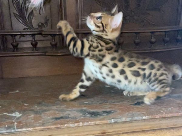 Bengal kittens - Main image
