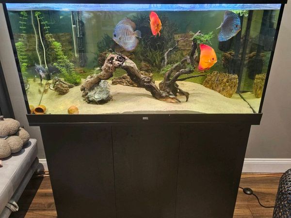 Complete 350L Aquarium Setup – Juwel Tank, Discus, - Main image