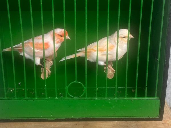 Canaries - Main image